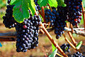 120px-Vineyard_Grapes_(Yamhill_County,_Oregon_scenic_images)_(yamDA0051a)