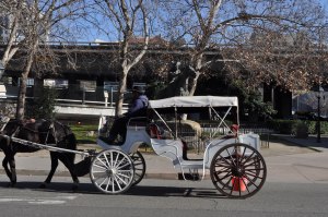 Horse Drawn Carriage rides