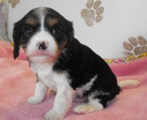 Oliver, just 5 weeks old