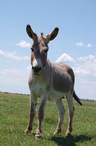 A Picture is worth a thousand words..right?