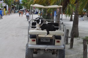 Local Transportation