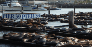 These guys seem quite cute to visitors, but you wouldn't want them outside your bedroom window at night!